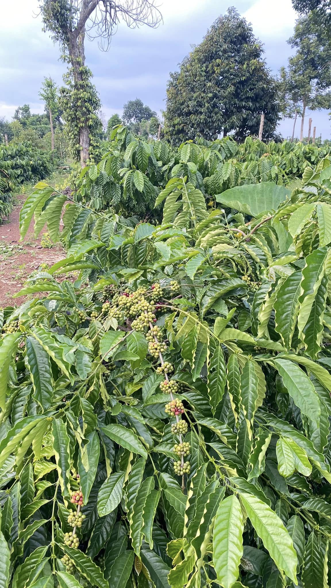 Hiệu quả của chương trình cho vay hộ mới thoát nghèo đối với hộ vay trồng cây cà phê