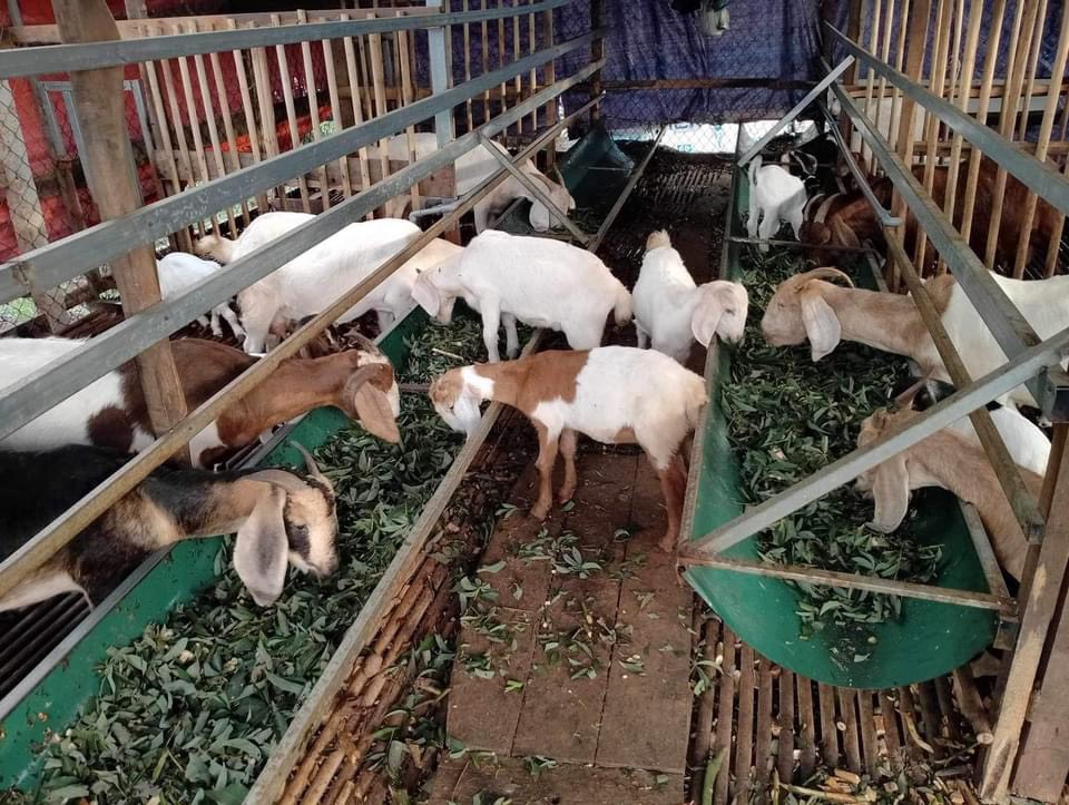 Đoàn thanh niên xã Cư Dliê M'nông quản lý có hiệu quả nguồn vốn vay ngân hàng chính sách