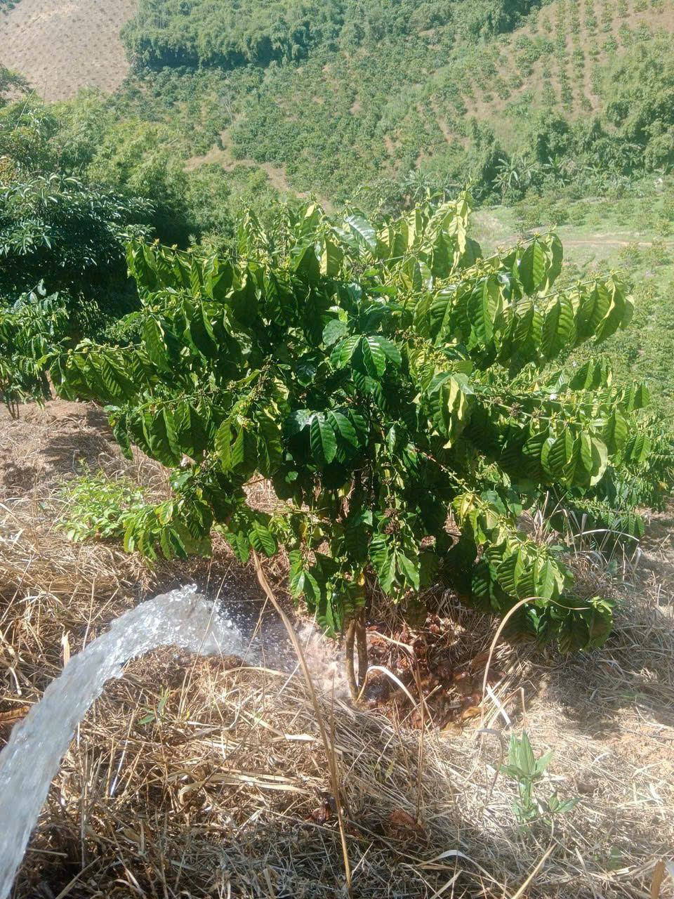 Hiệu quả của chương trình cho vay hỗ trợ tạo việc làm, duy trì và mở rộng việc làm đối với hộ vay trồng cây cà phê